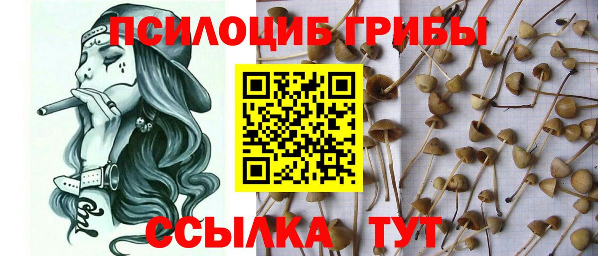 Галлюциногенные грибы GOLDEN TEACHER  Галлюциногенные грибы MAGIC MUSHROOMS  Ессентуки  Вход с VPN 